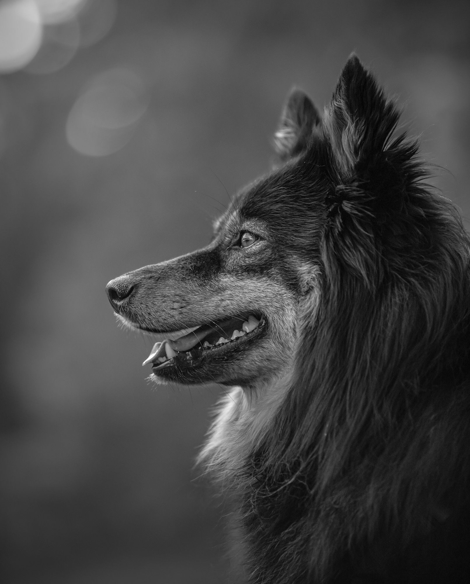 Chien