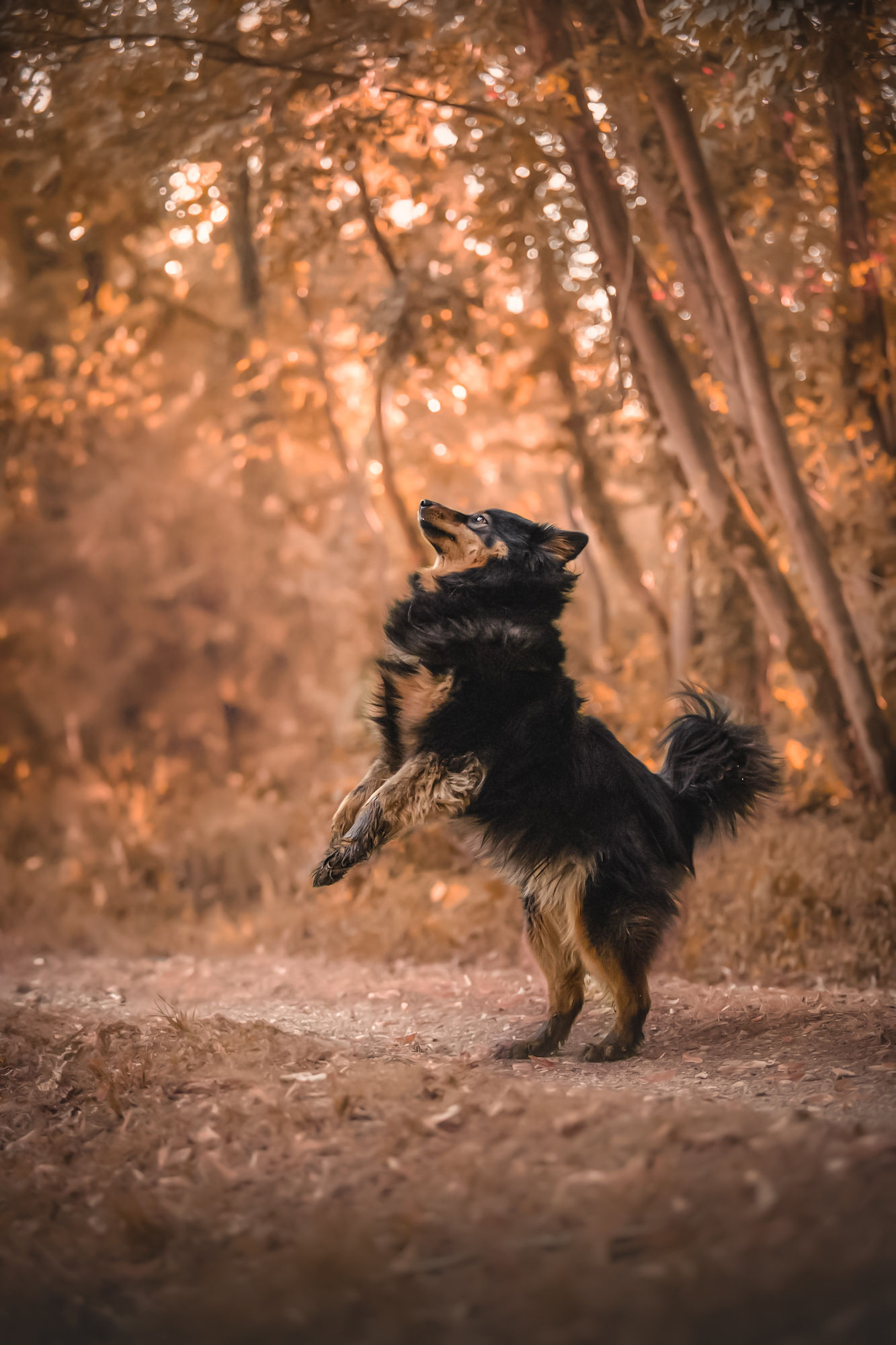 Chien en forêt